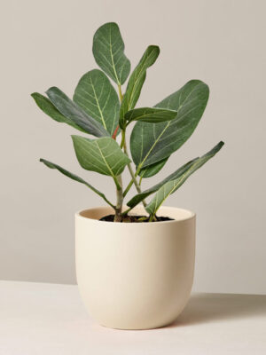 Ficus Audrey