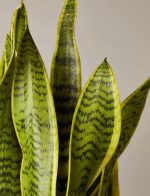 Snake Plant Laurentii